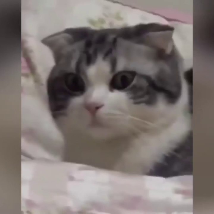 OMG So Cute Cats ♥ Best Funny Cat Videos 2021 ♥ cute and funny cat complement video #65
