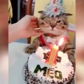 OMG So Cute Cats ♥ Best Funny Cat Videos 2021 ♥ cute and funny cat complement video #63