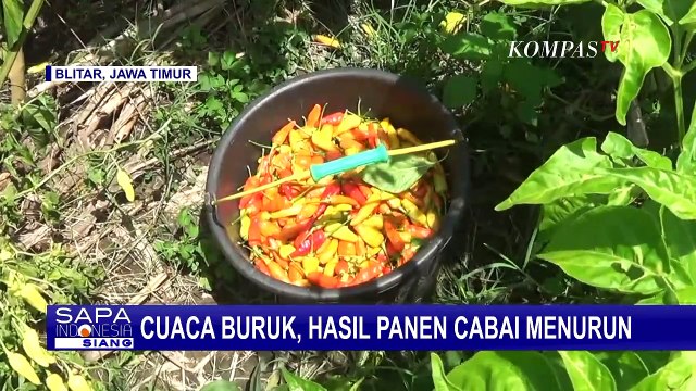Cuaca Buruk dan Hama Jamur Merusak Hasil Panen Cabai, Petani Merugi Hingga 50 Persen!