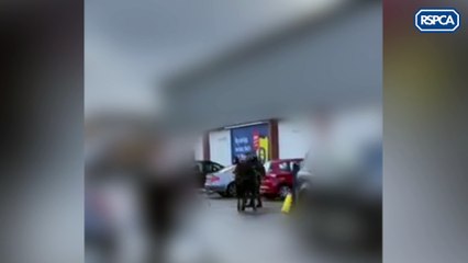 GRAPHIC CONTENT: Man seen beating pony in a supermarket car park