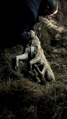 Konya’da köpekleri tüfekle vurup toprağa gömdüler