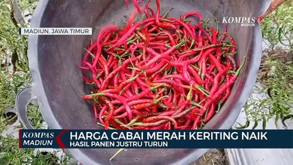 Harga Cabai Merah Keriting Naik, Hasil Panen Justru Turun