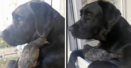 Ce pigeon s'introduit dans un appartement et se blottit adorablement contre un labrador