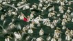 بالفيديو: طيور البجع البيضاء تتوقف لتناول الأسماك قبل استكمال هجرتها السنوية
