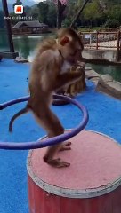 Tiết mục khỉ lắc vòng