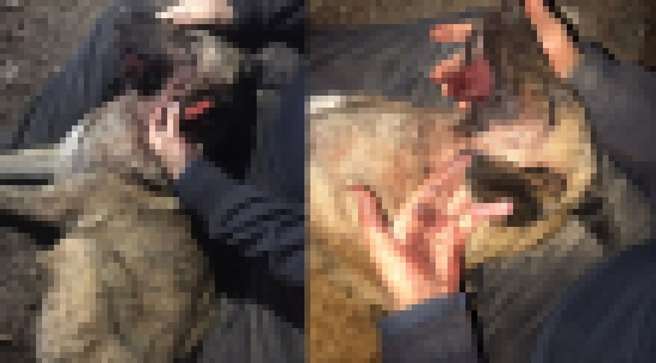 Konya’da yine köpek katliamı: Bu kez de tüfekle vurularak toprağa gömülmüş köpek ölüleri bulundu