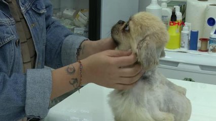 Son dakika haberi | ÖLÜME TERK EDİLEN KÖPEĞE CİNSEL SALDIRI ŞÜPHESİ