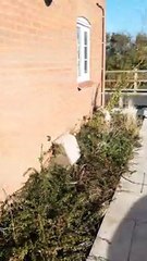 12 Peregrine Way, Louth