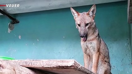 Fox Mistaken for a Dog Is Relocated to a Zoo in Peru