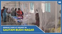 Dengue cases at highest in Gautam Budh Nagar district