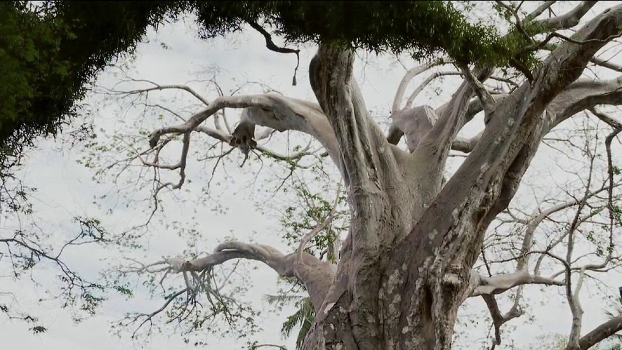 Fenêtre sur les Outre-mer - Les baobabs menacés