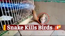 Bhubaneswar: Snake Enters Bird Cage To Prey On Them, Rescued By Snake Helpline