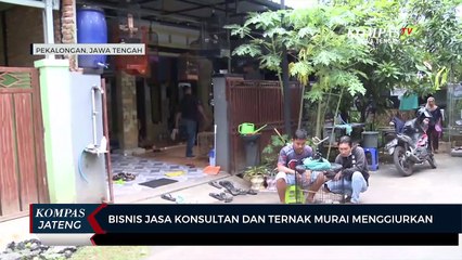 Bisnis Jasa Konsultan dan Ternak Murai Menggiurkan