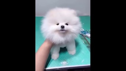 Funniest Animals - Best Of The 2021 Funny Animal Videos