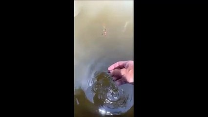 Tải video: Il pense nourrir des poissons mais va avoir une grosse surprise