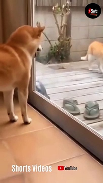 Cats and dogs fighting very funny-- Try not to laugh --#shorts