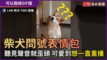 柴犬問號表情包 聽見聲音就歪頭 可愛到「想一直重播」