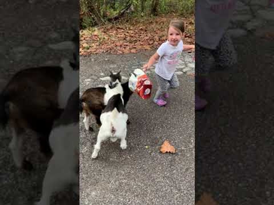 Goat Gets Trapped After Deep Diving Into Food Box