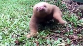 Cutest baby animals Videos compilation - Cutest Animals