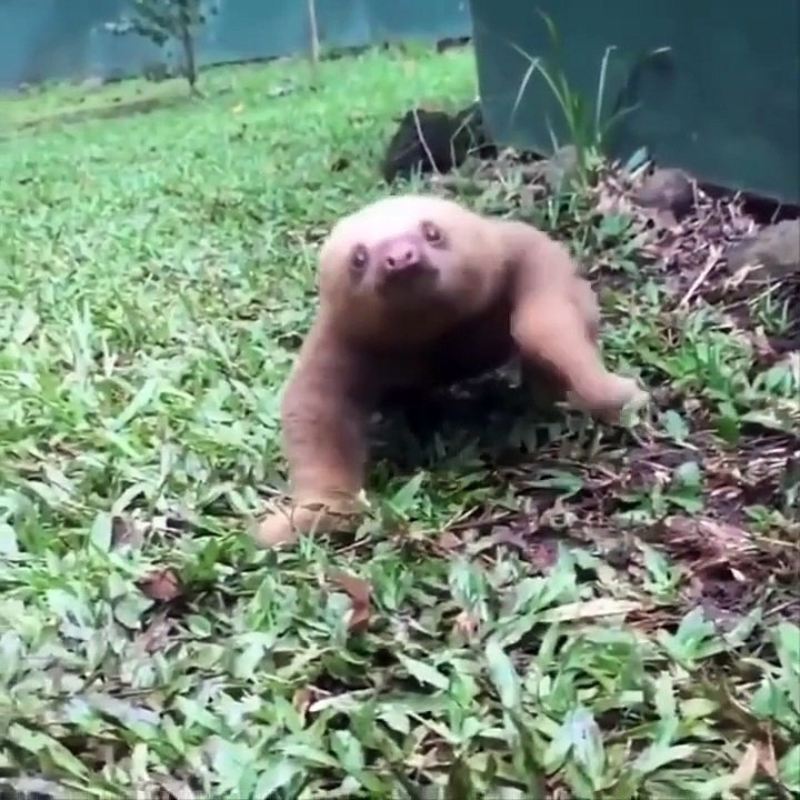 Cutest baby animals Videos compilation - Cutest Animals