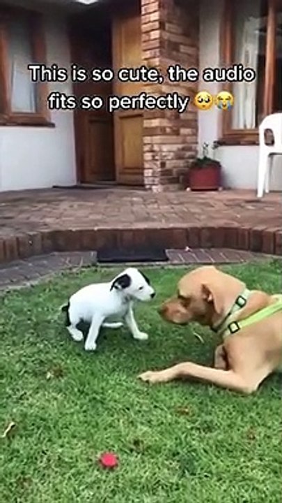 funny dog, try not to laugh, dogs, Funny Dogs