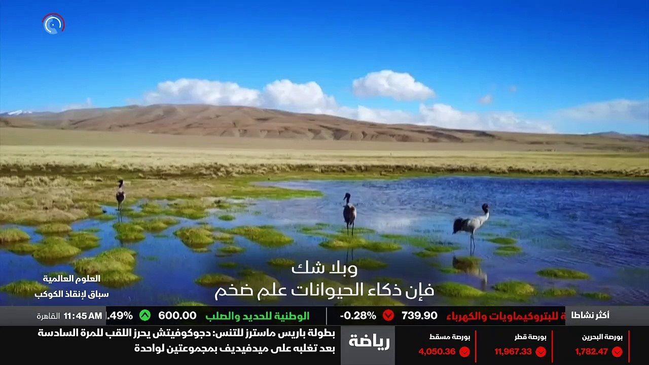 ...الحيوانات . وبلا شك فإن ذكاء الحيوانات ع...