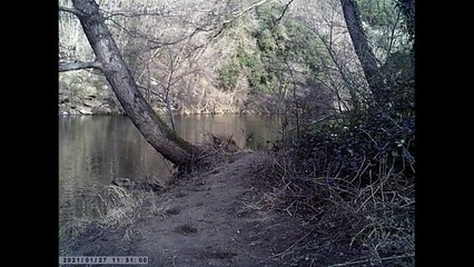 SANGLIER PLUS DEUX CHIENS LE 27 JANVIERS 2021
