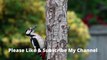 Unbelievable Woodpeckers