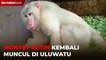 Monyet Putih Kembali Muncul di Kawasan Uluwatu