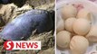 It's illegal to eat turtle eggs in Sabah, visitors reminded after video surfaces