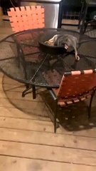 Dramatic Opossum Plays Dead in the Dinner Bowl