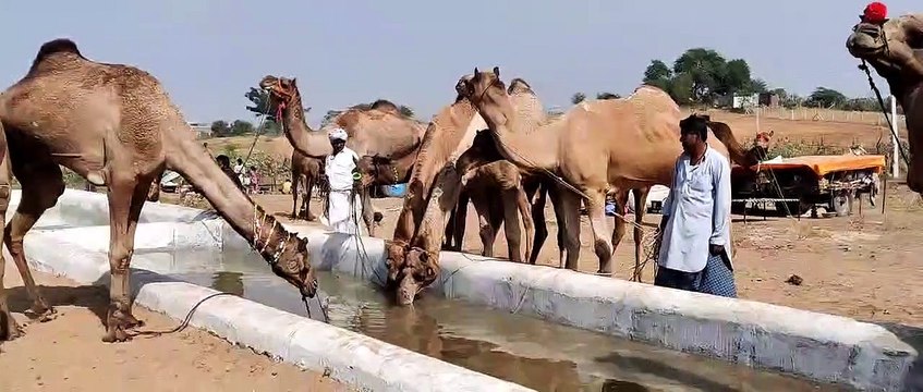 Pushkar Mela 2021: पुष्कर मेले में ना झूले ना सर्कस के अलबेले रंग