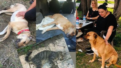 Hatay’da 2 kedi ve 9 köpek zehirlenerek öldürüldü