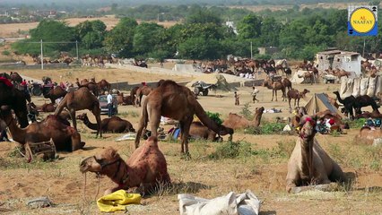 Camel  beautiful , nice Camel  , Camel  beauty, beauty Butterfly, Camel  video, Camel  and Camel  , Camel  and , Camel  and monkey, Camel  and  donkey, Camel  and duck, Camel  and girls happy meeting , Camel  sleeping, Camel  angry, C