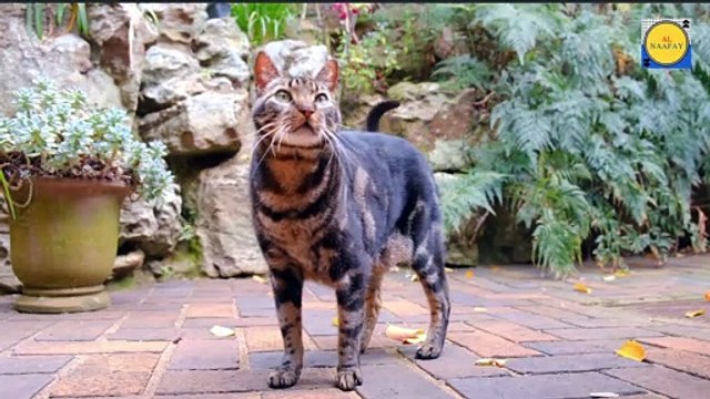Cat dance cat vide o cat and dog cat happy cat Birthday cat looking beautiful cat name