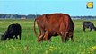Cow video Beautiful Cow Different types of Cows and  Cows amazing