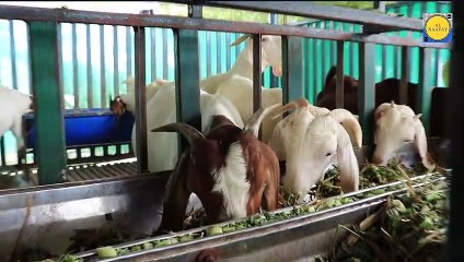 Goat  beautiful , nice Goat  , Goat  beauty, beauty Goat , Goat  video, Goat  and Goat  , Goat  and , Goat  and monkey, Goat  and  donkey, Goat  and duck, Goat  and girls happy meeting , Goat  sleeping, Goat  angry, Goat  and Goat , G