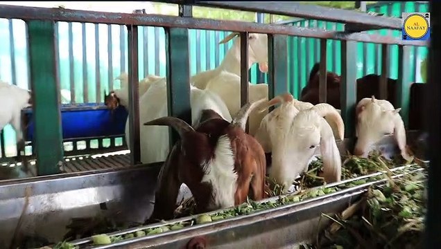 Goat beautiful , nice Goat , Goat beauty, beauty Goat , Goat video, Goat and Goat , Goat and , Goat and monkey, Goat and donkey, Goat and duck, Goat and girls happy meeting , Goat sleeping, Goat angry, Goat and Goat , G