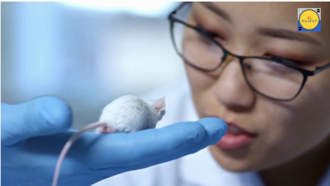 Mouse  beautiful , nice Mouse  , Mouse  beauty, beauty Butterfly, Mouse  video, Mouse  and Mouse  , Mouse  and , Mouse  and monkey, Mouse  and  donkey, Mouse  and duck, Mouse  and girls happy meeting , Mouse  sleeping, Mouse  angry, M