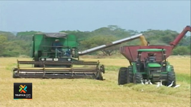 tn7-precio-de-kilo-de-arroz-podria-aumentar-antes-de-finalizar-año-110821