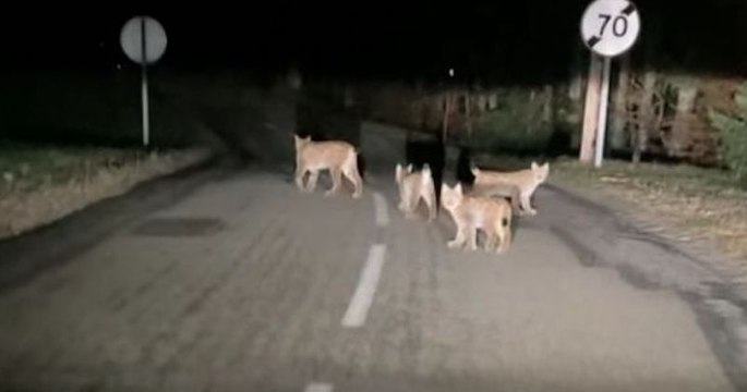 Doubs : en rentrant d'un repas en pleine nuit, elle tombe nez à nez avec une famille de lynx