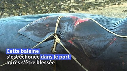 Calais : une baleine de 19 mètres s'est échouée dans le port