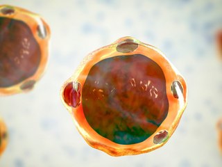 Das ist der "Einzeller des Jahres 2022"