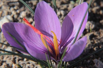 Beypazarı'nda deneme amaçlı ekilen safran hasat edildi