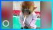 Monyet ‘Dipaksa’ Merokok di Kebun Binatang China
