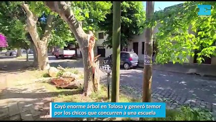 Cayó enorme árbol en Tolosa
