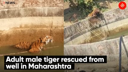 Adult male tiger rescued from well in Maharashtra
