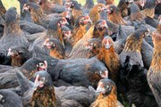 Kadınlar tavuk besleyip yumurta satarak ev ekonomisine katkı sağlayacak- Üretici kadınlara 36 bin 750 tavuk desteği