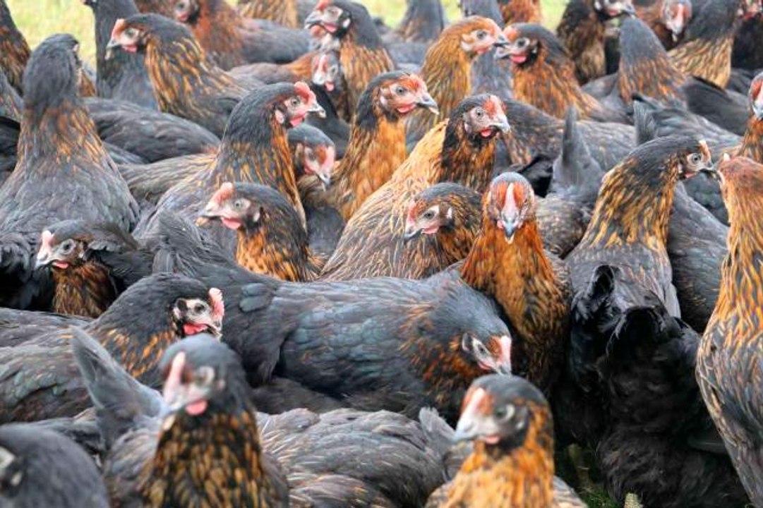 Kadınlar tavuk besleyip yumurta satarak ev ekonomisine katkı sağlayacak- Üretici kadınlara 36 bin 750 tavuk desteği