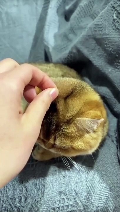 angry cat